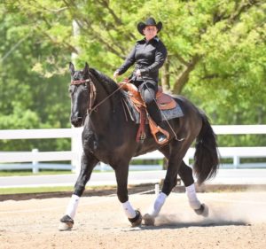 a recognized Florida Western Dressage Trainer and Georgia Western Dressage Trainer.