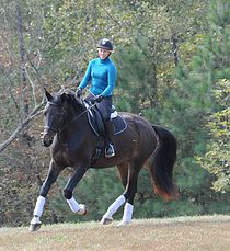 Shannondale Farm to Host Western Dressage Show Series and Clinic